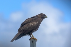 Buteo jamaicensis socorroensis