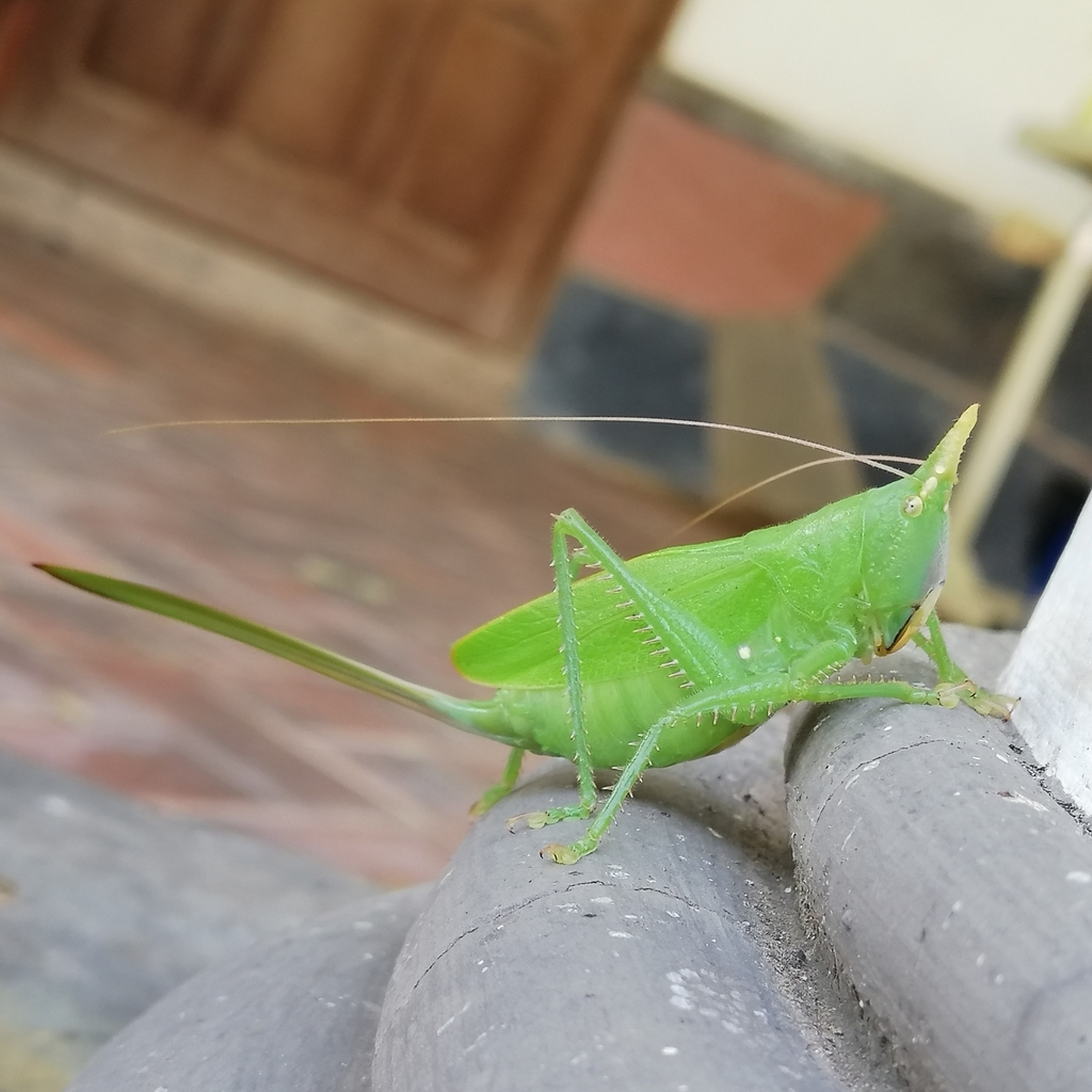 Copiphora brevipennis