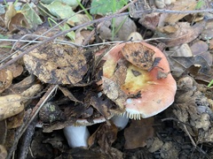 Russula bicolor