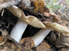Russula bicolor