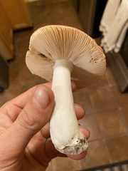 Russula bicolor