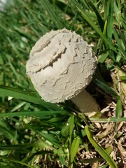 Saproamanita thiersii
