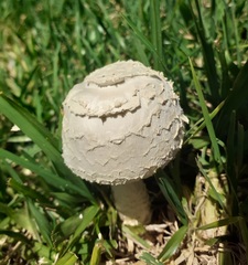 Saproamanita thiersii