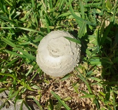 Saproamanita thiersii