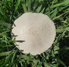 Saproamanita thiersii