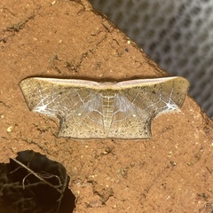 Tessarotis rubrata