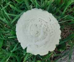 Saproamanita thiersii