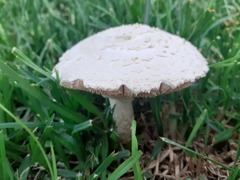 Saproamanita thiersii
