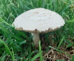 Saproamanita thiersii