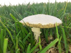 Saproamanita thiersii
