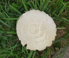 Saproamanita thiersii