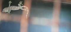 Gekko gecko