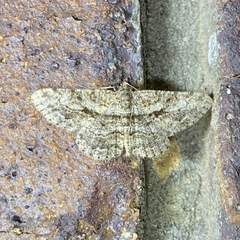 Psilalcis isombra