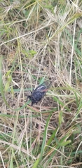 Gelidea torrida