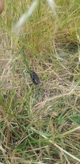 Gelidea torrida