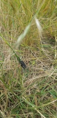 Gelidea torrida
