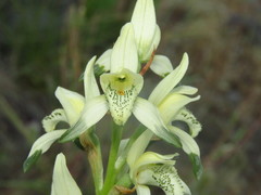 Chloraea multiflora