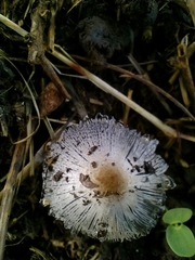 Fungi