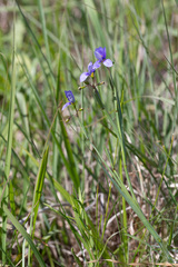 Sisyrinchium pruinosum