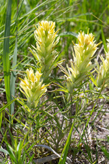 Castilleja citrina