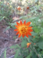 Smallanthus oaxacanus