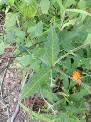 Smallanthus oaxacanus