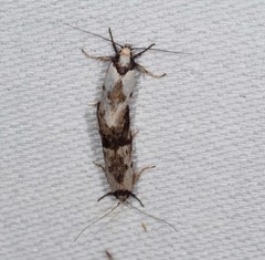 Palimmeces variegata