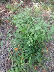 Smallanthus oaxacanus