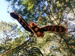 Calliandra grandifolia
