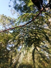 Calliandra grandifolia