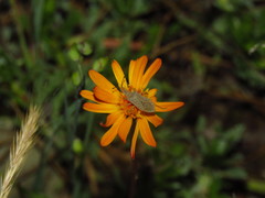 Althos sinuaticollis