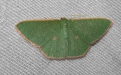 Chlorocoma cyclosema