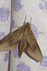 Xylophanes libya