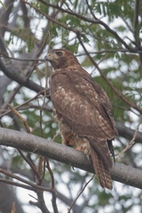 Buteo jamaicensis socorroensis