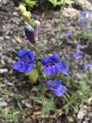 Penstemon heterophyllus