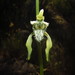Chloraea piquichen - Photo (c) clazul，保留部份權利CC BY-NC