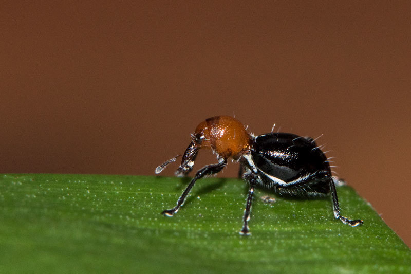 Micromyrmex