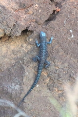 Urosaurus auriculatus