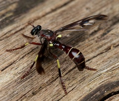 Daptolestes