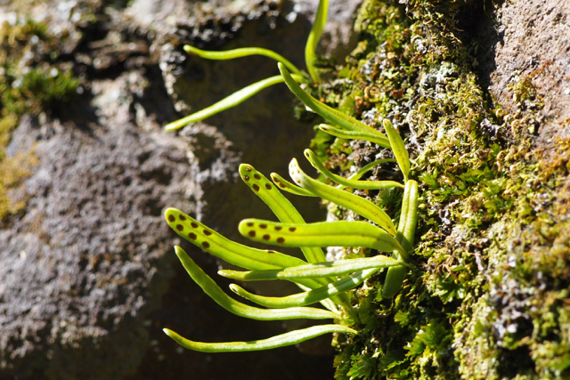 Lepisorus onoei