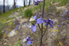 Delphinium lineapetalum