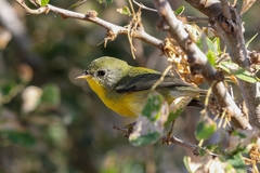 Setophaga pitiayumi graysoni