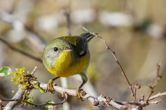 Setophaga pitiayumi graysoni