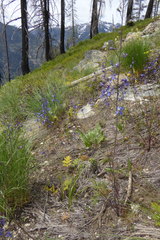 Delphinium lineapetalum