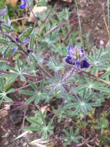 iNaturalist observation photo of lupines