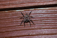 Tomopisthes horrendus