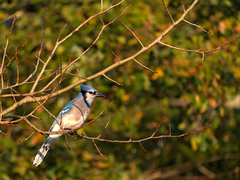 Cyanocitta cristata image