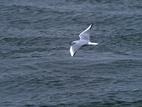 Gaviota de Bonaparte (Chroicocephalus philadelphia)