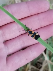 Oncopeltus sandarachatus