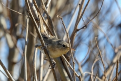 Troglodytes sissonii